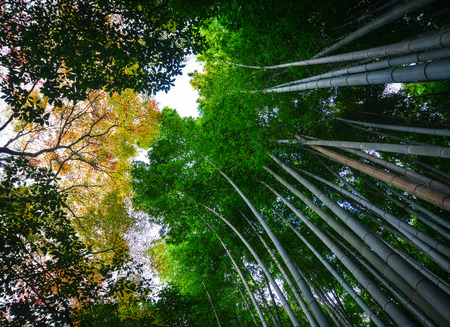 Arashiyama Bamboo Grove with autumn trees in Kyoto, Japan.の写真素材