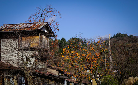 Wooden house with persimmon trees and fruits at Historic Villages of Shirakawa-go in Gifu, Japan.のeditorial素材