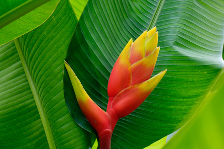 Musaceae flower at sunny day in the Singapore Botanic Gardens. Close up.
