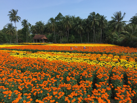 Sa Dec, Vietnam - Jan 31, 2016. People working at the flower plantation in Ben Tre, Vietnam. Ben Tre is one of the country southern provinces, being situated in the Mekong Delta.のeditorial素材