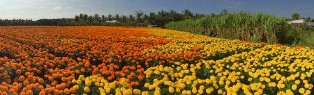 Panorama of the Marigold flower plantation at sunny day in Sa Dec, Vietnam. Sadec District specializes in products from the Mekong River.のeditorial素材