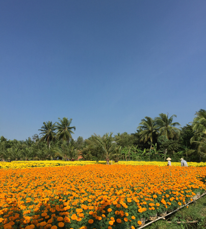 Farmers working at the flower plantation at sunny day in Sa Dec, Vietnam. Sadec District specializes in products from the Mekong River.の写真素材