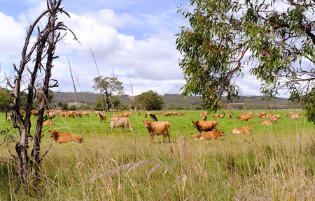 Cows are grazing in a beautiful green meadow in Southern Australia.の写真素材