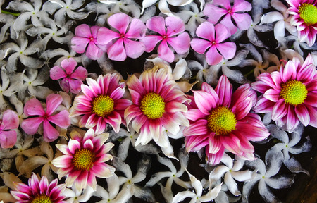 Daisy flowers for decoration at restaurant. Close up.
