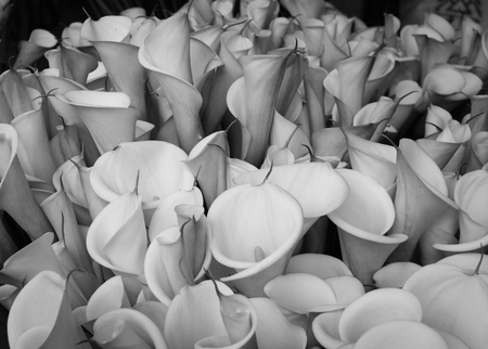 Zantedeschia aethiopica (known as calla lily and arum lily) flowers at the rural marketの写真素材