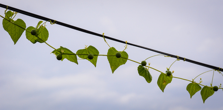 Close up of green leaves at the rainy day with cloudscape backgroundの写真素材