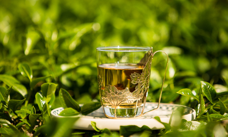 Glass cup of tea on the field at the sunny day. Close up.の写真素材