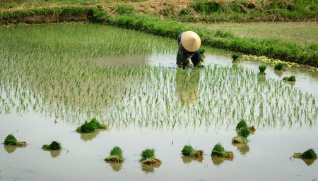A woman with conical hat working on rice fields in Northern Vietnam. Agriculture is fading as the most important economic sector in Vietnam.のeditorial素材