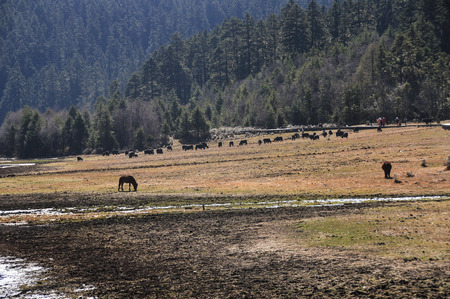 Wild animals at Pudacuo (Potatso) National Park in Shangri-la, Yunnan, China. Potatso National Park is famous for clear lakes, primitive forest and rare animals.の写真素材