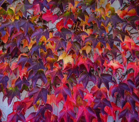 Autumn leaves on the wall in Nikko, Japan. Close-up.の写真素材