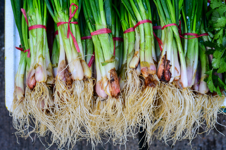 Green onions for sale at the rural market in Asian cities. Close up.の写真素材
