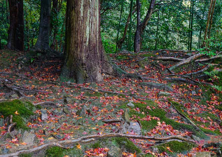 Huge trees in forest at autumn in Kyoto, Japan.