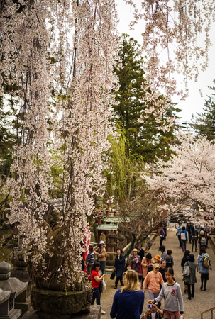 Nara, Japan - Apr 3, 2014. Close-up of sakura flowers with people background in Nara, Japan. Nara is Japan first permanent capital was established in the year 710 at Heijo.のeditorial素材