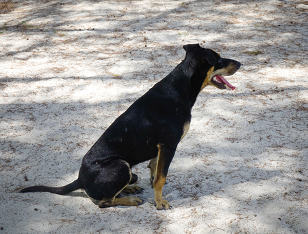Black dog sitting on the beach at sunny day in Mauritius.の写真素材