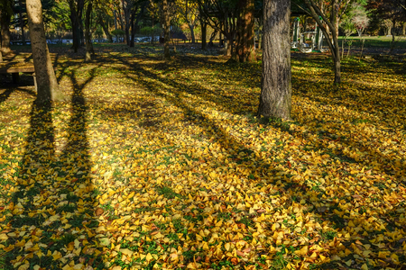 Autumn scenery with ginkgo leaves on grass at the forestの写真素材