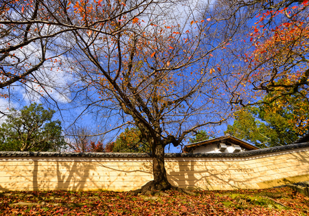 Autumn trees with the brick wall of old castle in Nara, Japan. Nara is the capital city of Nara Prefecture located in the Kansai region of Japan.のeditorial素材