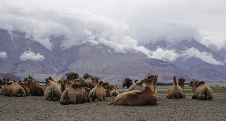 Bactrian camels in Nubra valley, Ladakh, India. The valley was open for tourists till Hunder (the land of sand dunes) until 2010.の写真素材