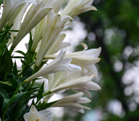 Whity Madonna lily with nature background at summer time.の写真素材