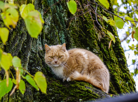 A cat on the tree at rainy day in summer time. Close up.の写真素材