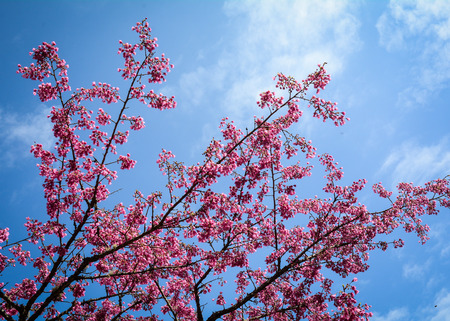 Cherry flowers under blue sky at sunny day. Close up.