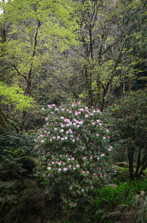 Water-rail tree and flowers at the forest in spring time.の写真素材