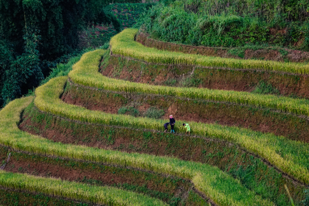 Sapa, Vietnam - Sep 26, 2016. People walk on terraced rice field in Sapa Township, Northern Vietnam. Sapa is famous for terraced fields at the foot of magnificent Fansipan mountain.のeditorial素材