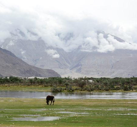 A horse on the grass with snow mountain background in Ladakh, India. Ladakh is the highest plateau in the state of Jammu & Kashmir with much of it being over 3,000m.の写真素材