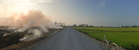 Rice field at sunset in Mekong Delta, southern Vietnam.の写真素材