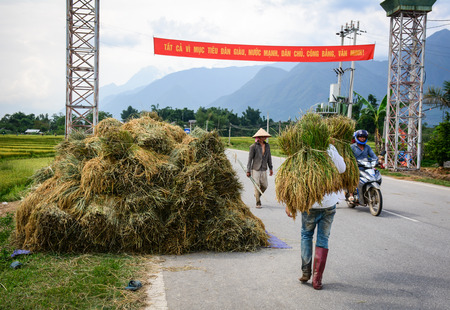 Lai Chau, Vietnam - May 29, 2016. People harvesting rice on the field in Lai Chau, Vietnam. Vietnam is the world second largest rice exporter, second only to India.のeditorial素材