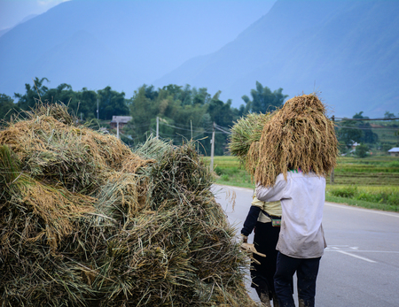 People carry rice and walking on highway in Northern Vietnam.の写真素材