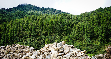 Mountain scenery with pine tree forest in Bhutan. Bhutan is a small country in the Himalayas between the Tibet Autonomous Region of China and India.の写真素材