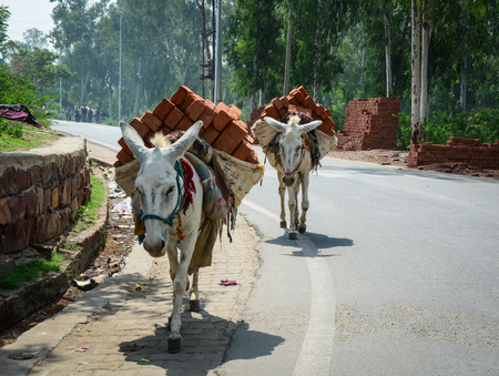 Donkeys carry brick on rural road at sunny day in Agra, India.の写真素材