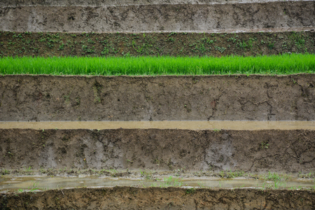 Close-up of terraced rice field at summer in Northern Vietnam. Terraced paddy fields are very common in rice farming where the land is hilly or mountainous.の写真素材