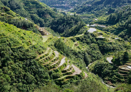 Terraced rice field at sunny day in Banaue, Philippines. The Banaue Rice Terraces are 2,000-year-old terraces that were carved into the mountains of Ifugao in the Philippines.の写真素材