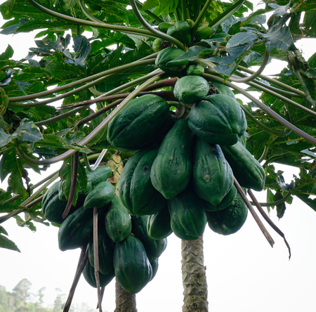 Papaya trees and fruits at the garden in summer time. Close up.