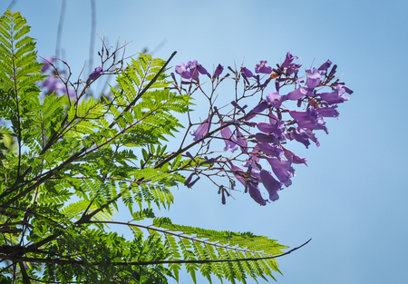 Jacaranda mimosifolia flowers blooming at sunny day in spring time.の写真素材