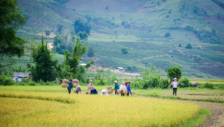 Sapa, Vietnam - May 29, 2016. People working on the rice field at summer in Sapa, Vietnam. Sapa is a beautiful, mountainous town in northern Vietnam along the border with China.のeditorial素材