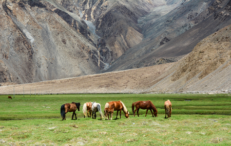 Horses feeding grass on mountain  at sunny day in Ladakh, India. Ladakh is a barren yet beautiful region located in the north Indian state of Jammu and Kashmir.の写真素材