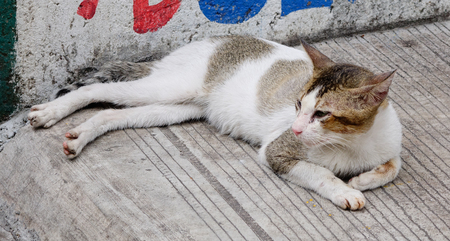 A cat relaxing on the stone road at sunny day. Close up.の写真素材