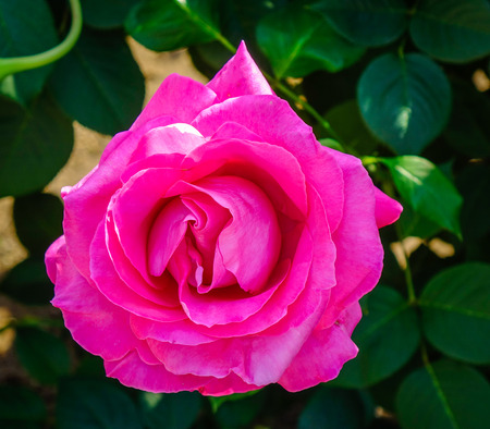 A pink rose blooming at Ashikaga Flower Park in Tochigi, Japan. The park is one of the best places to view many flowers in Tochigi Prefecture.のeditorial素材