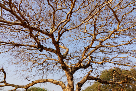 Huge tree under blue sky at sunny day in summer time. Close up.のeditorial素材