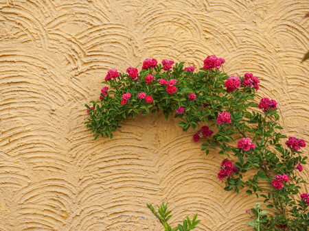 Colorful flowering climbing roses on old wall. Close up.の写真素材