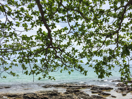 Tropical beach with a huge tree at sunny day in Phu Quoc Island, Southern Vietnam.の写真素材