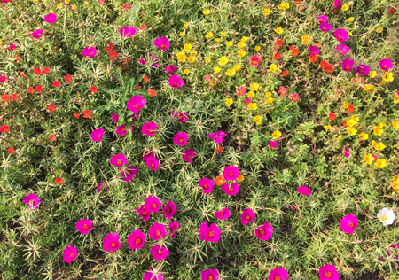 Flowers blooming at the garden in spring time. Close up.