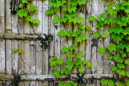 Vine on the old bamboo wall (garden, fence, zen). Close up.の写真素材