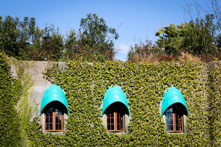 Green plants on an old wall at sunny day in Tokyo, Japan.の写真素材