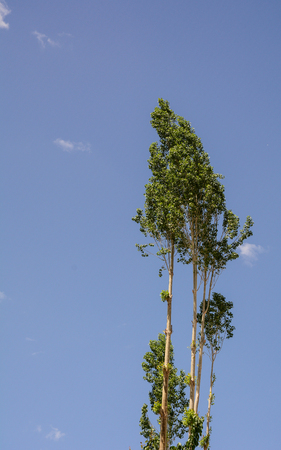 Pine tree against a bright blue sky at the sunny day in forest.の写真素材