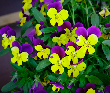 Colorful pansy (pensee) flowers blooming at spring time. Close up.