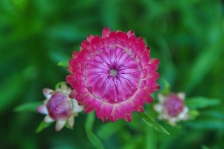 Pink daisy flowers blooming at the garden in Dalat Highlands, Vietnam.の写真素材