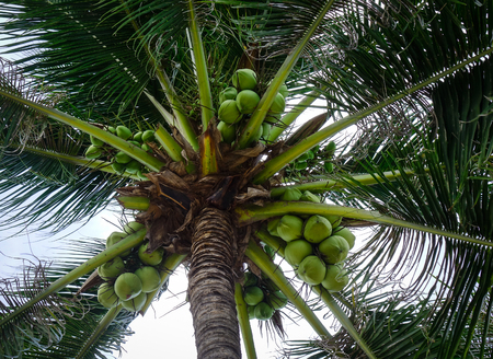 Coconut tree and fruits at sunny day in summer. Close up.の写真素材